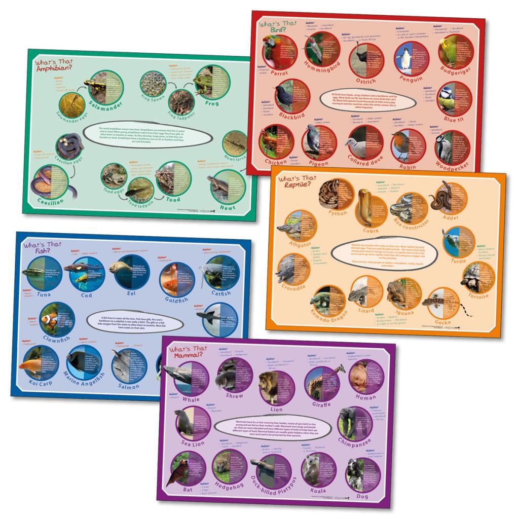 Comparing Animals Poster Animals poster