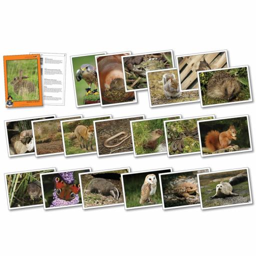 Wildlife In Britain Photopack