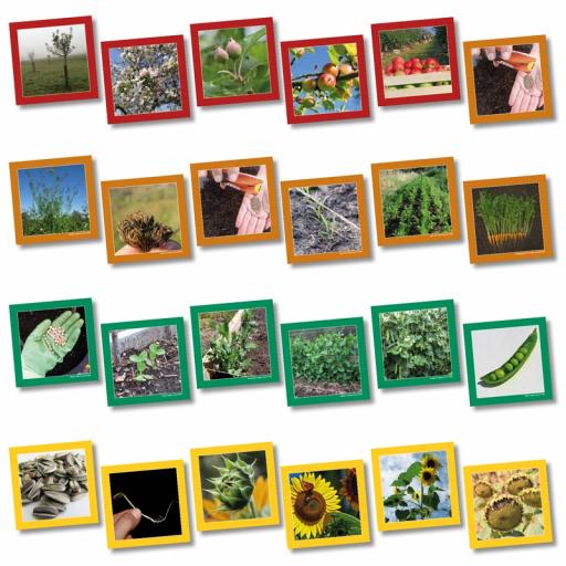 Plant Life Cycle Sequencing Cards