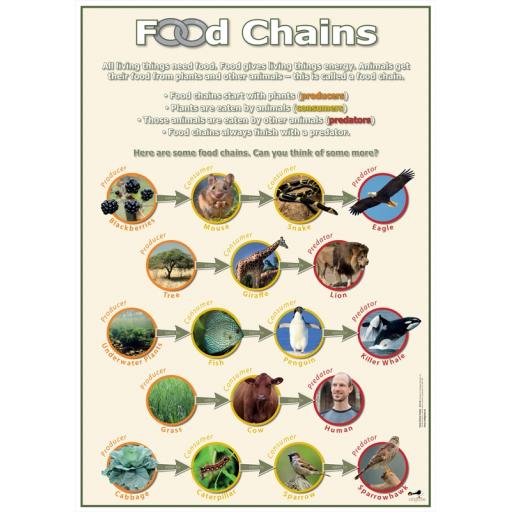 Food Chains poster