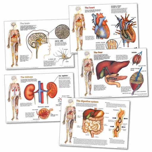 Organs Charts