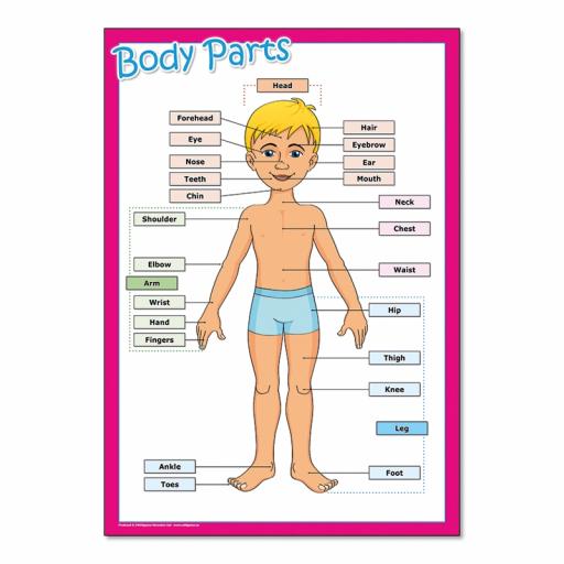 Body Parts poster