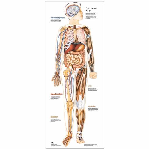 The Human Body Poster